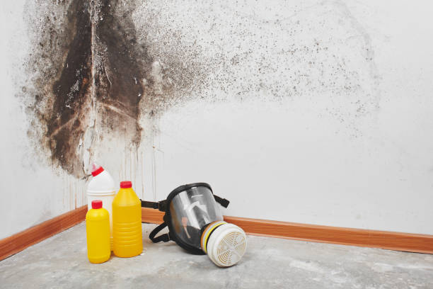 Best Mold Damage Repair  in East York, PA
