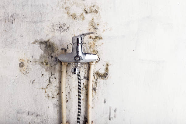 Best Black Mold Removal  in East York, PA