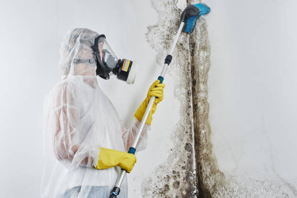 Best Professional Mold Removal  in East York, PA