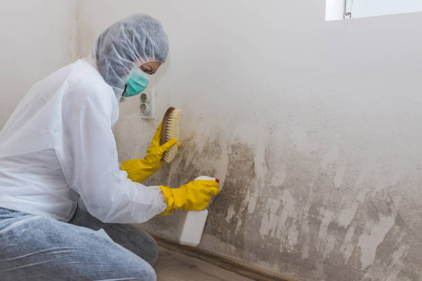 Best Mold Testing and Removal  in East York, PA