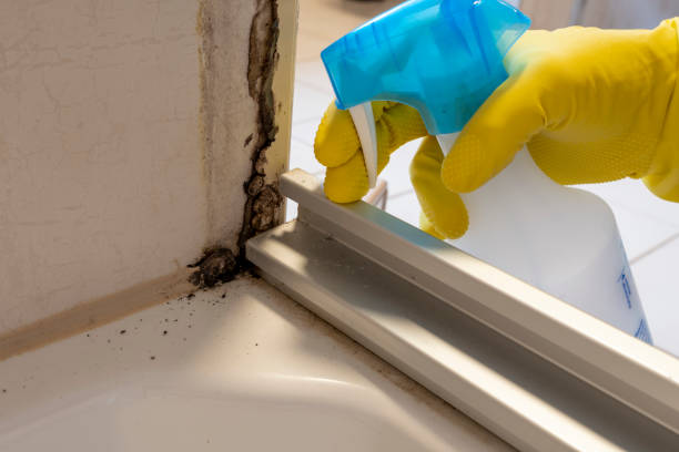 Trusted East York, PA Mold Removal Experts