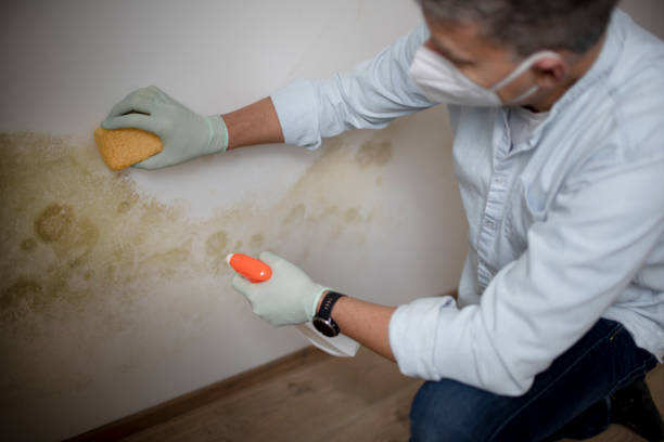Best Commercial Mold Removal  in East York, PA