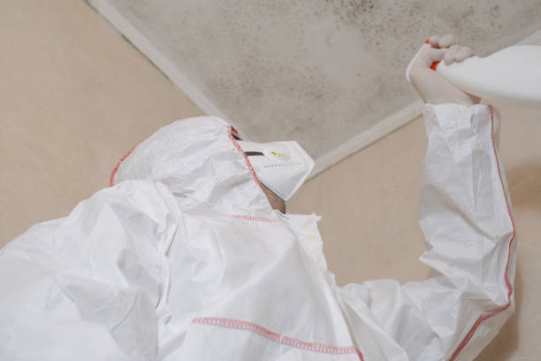 Mold Removal Process in East York, PA