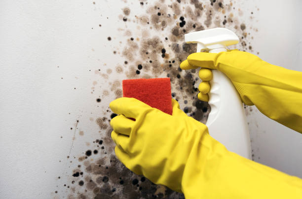 Mold Testing and Removal in East York, PA