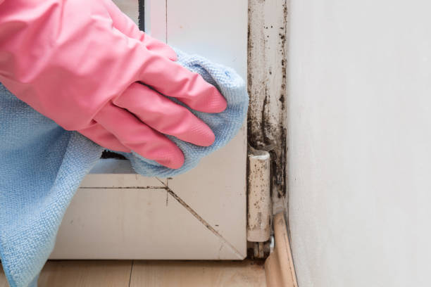 Best Affordable Mold Removal  in East York, PA