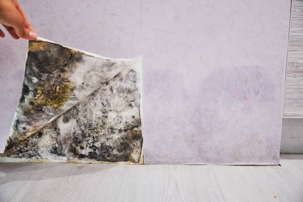 Best Office Mold Removal Services  in East York, PA